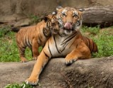 Международный день тигра отмечают 29 июля